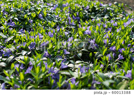 Blue botanical periwinkle plant or vinca minor 60013388