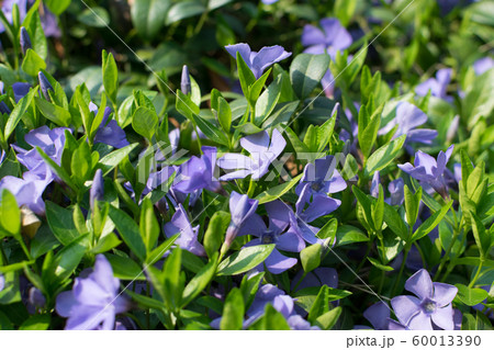 Blue botanical periwinkle plant or vinca minor 60013390