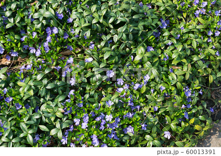 Blue botanical periwinkle plant or vinca minor 60013391