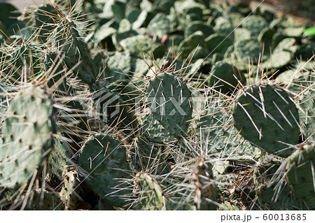 Opuntia phaeacantha, prickly pear or desert 60013685