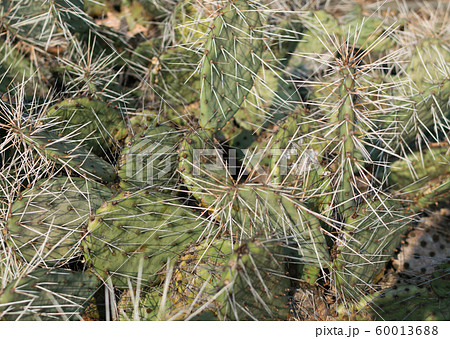 Opuntia phaeacantha, prickly pear or desert 60013688