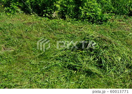 Pile of mown lawn grass in the spring garden 60013771