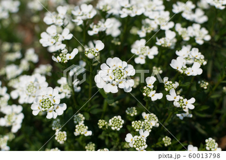 Candytuft flowers or blooming Iberis sempervirens 60013798