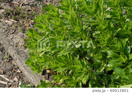 Hylotelephium verticillatum, Sedum spectabile, 60013801