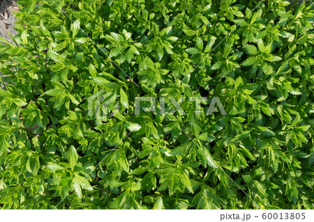 Hylotelephium verticillatum, Sedum spectabile, 60013805