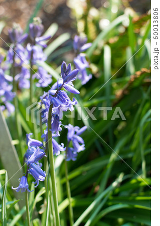 Spanish bluebell or Hyacinthoides hispanica blue 60013806