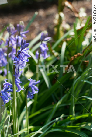 Spanish bluebell or Hyacinthoides hispanica blue 60013807