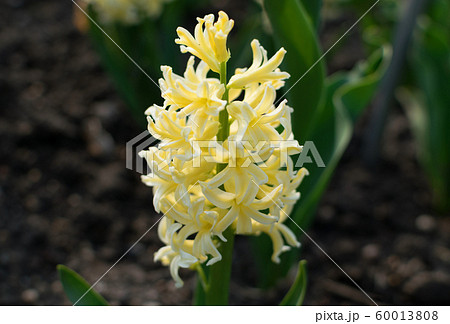 Light yellow hyacinth flower, hyacinthus or 60013808