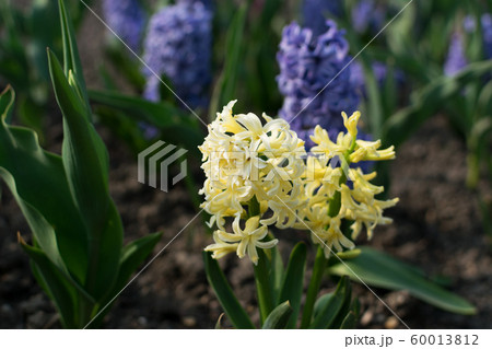 Light yellow hyacinth flower, hyacinthus or 60013812