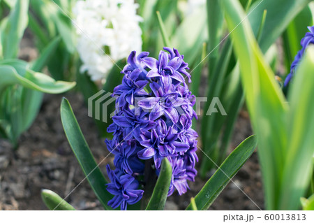 Blue hyacinth flower, hyacinthus or hyacinths 60013813