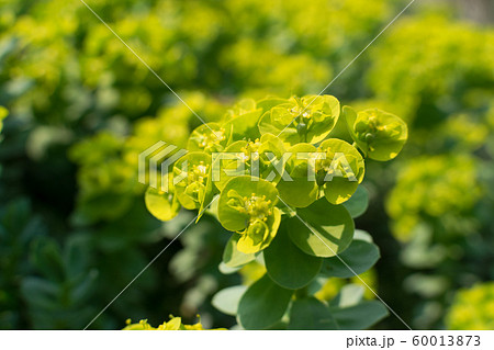 Euphorbia myrsinites, the myrtle spurge, blue Euphorbia myrsinites, the myrtle spurge, blue 60013873