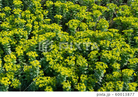 Euphorbia myrsinites, the myrtle spurge, blue 60013877