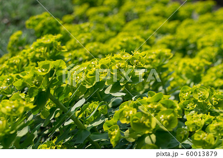Euphorbia myrsinites, the myrtle spurge, blue Euphorbia myrsinites, the myrtle spurge, blue 60013879