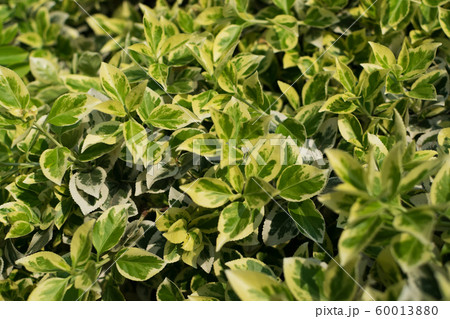 Euonymus fortunei, wintercreeper, spindle or Euonymus fortunei, wintercreeper, spindle or 60013880