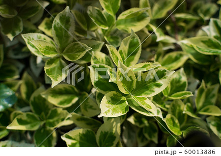 Euonymus fortunei, wintercreeper, spindle or Euonymus fortunei, wintercreeper, spindle or 60013886
