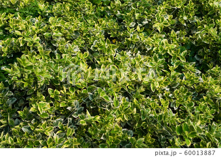 Euonymus fortunei, wintercreeper, spindle or Euonymus fortunei, wintercreeper, spindle or 60013887