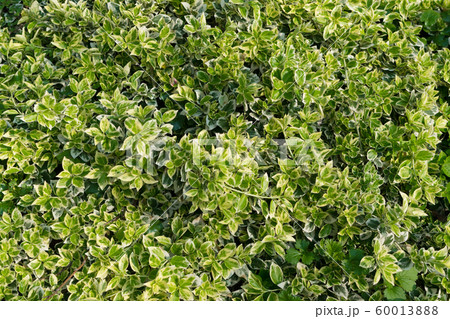 Euonymus fortunei, wintercreeper, spindle or Euonymus fortunei, wintercreeper, spindle or 60013888