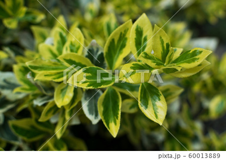 Euonymus fortunei, wintercreeper, spindle or 60013889
