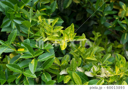 Euonymus fortunei, wintercreeper, spindle or Euonymus fortunei, wintercreeper, spindle or 60013893