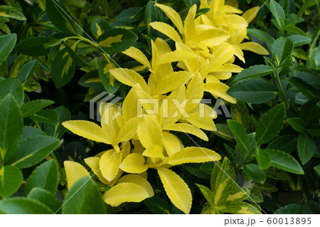 Euonymus fortunei, wintercreeper, spindle or Euonymus fortunei, wintercreeper, spindle or 60013895