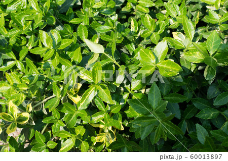 Euonymus fortunei, wintercreeper, spindle or 60013897