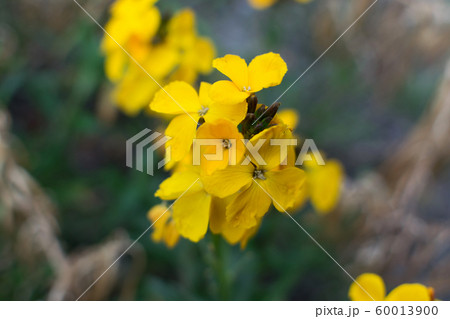 Erysimum cheiri flowers, Cheiranthus cheiri or 60013900