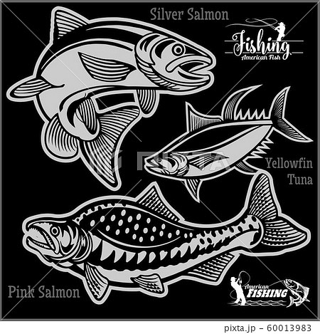 Pink Salmon, Silver Salmon and Yellowfin Tuna - fishing on usa isolated on black 60013983