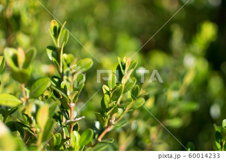 Decorative garden buxus sempervirens, box or 60014233
