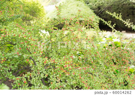 Blurred macro photo of summer berberis with 60014262