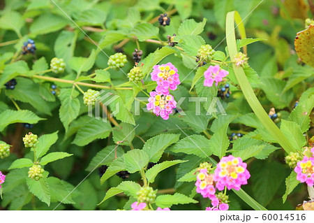 ランタナの花 ランタナの花 60014516