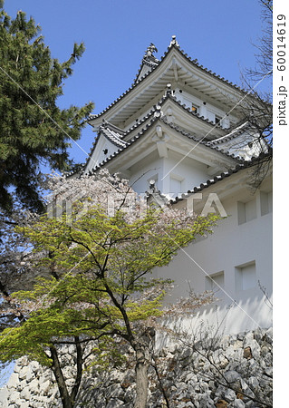 大垣城　春の大垣城　桜と大垣城　大垣城天守閣　巨鹿城　 60014619