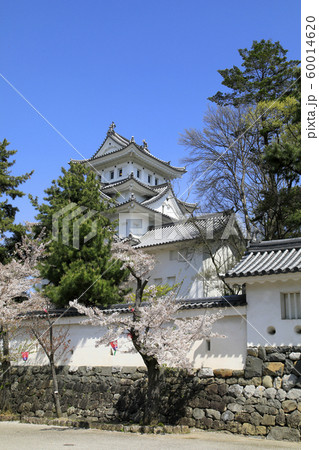 大垣城 春の大垣城 桜と大垣城 大垣城天守閣 巨鹿城 大垣城 春の大垣城 桜と大垣城 大垣城天守閣 巨鹿城 60014620