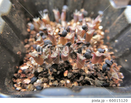 サボテン　発芽 60015120