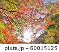 もみじの紅葉 2019 60015125