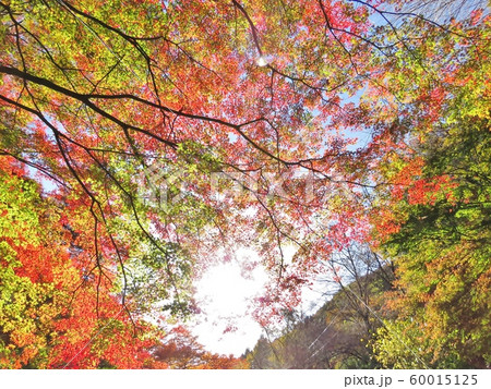 もみじの紅葉 2019 60015125