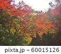 もみじの紅葉 2019 60015126
