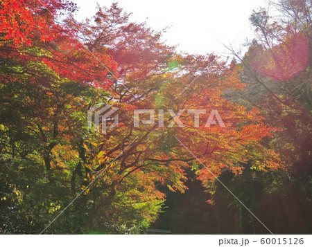 もみじの紅葉 2019 60015126