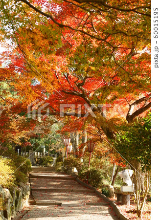 紅葉の坂 紅葉の坂 60015195