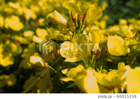 Yellow flowers of Oenothera, evening primrose, 60015239