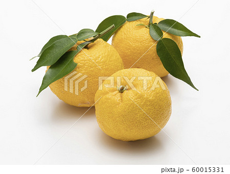ゆず 60015331