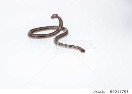 Striped kukri Snake on white background, Striped kukri Snake on white background, 60015703