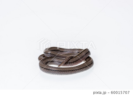 Striped kukri Snake on white background, Striped kukri Snake on white background, 60015707