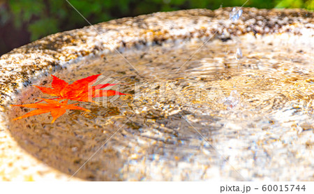 水面のもみじ 水面のもみじ 60015744