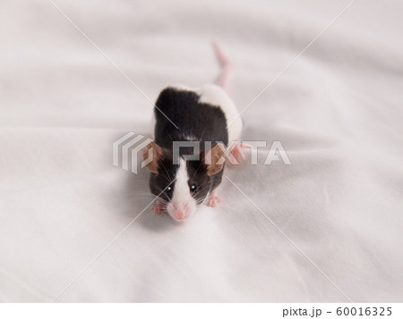 かわいいカラーマウスの写真素材