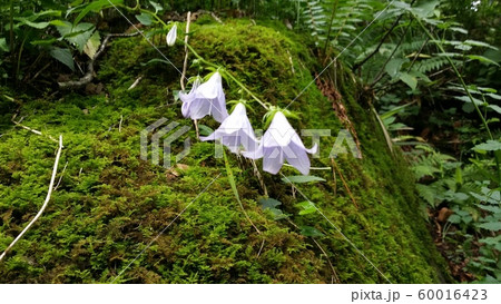 花 植物 コケ 60016423