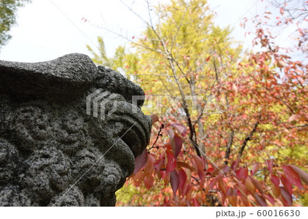 イチョウ 2019 60016630