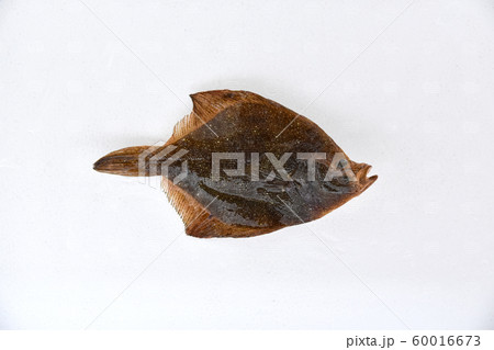 スナガレイ 60016673