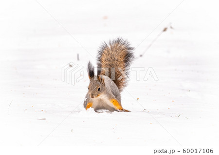 The squirrel sits on white snow 60017106