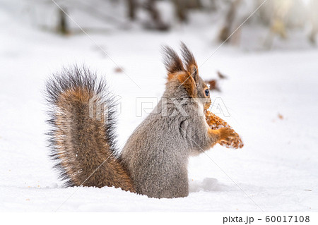 A rear view of a squirrel with a fir cone in the mouth 60017108