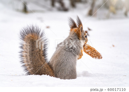 A rear view of a squirrel with a fir cone in the mouth 60017110